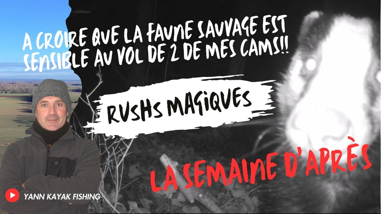 La semaine d'après le vol de 2 de mes cams de chasse, la faune sauvage me réconforte pleinement!!!