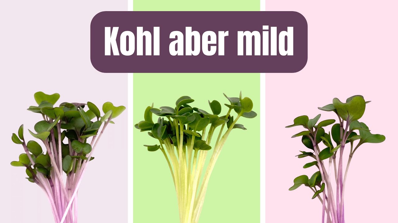 Sensible Verdauung? Diese Microgreens sind anders als normaler Kohl