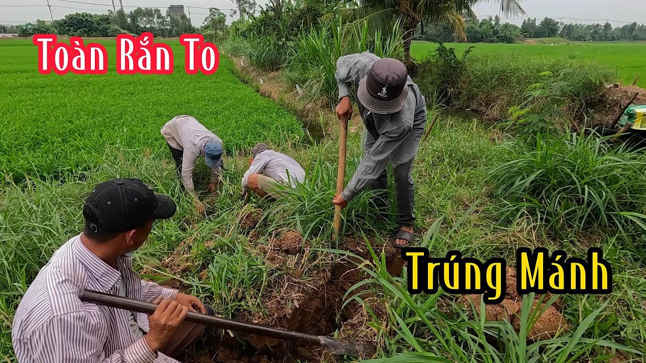 Đi Ké Mà Trúng Toàn Rắn To Loại Nhất | Mười Thương Săn Bắt