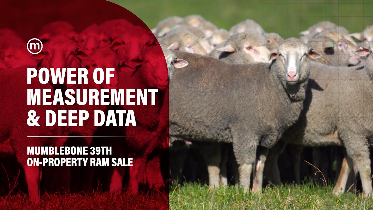 Mumblebone 2025 Presale - Power of Measurement & Deep Data