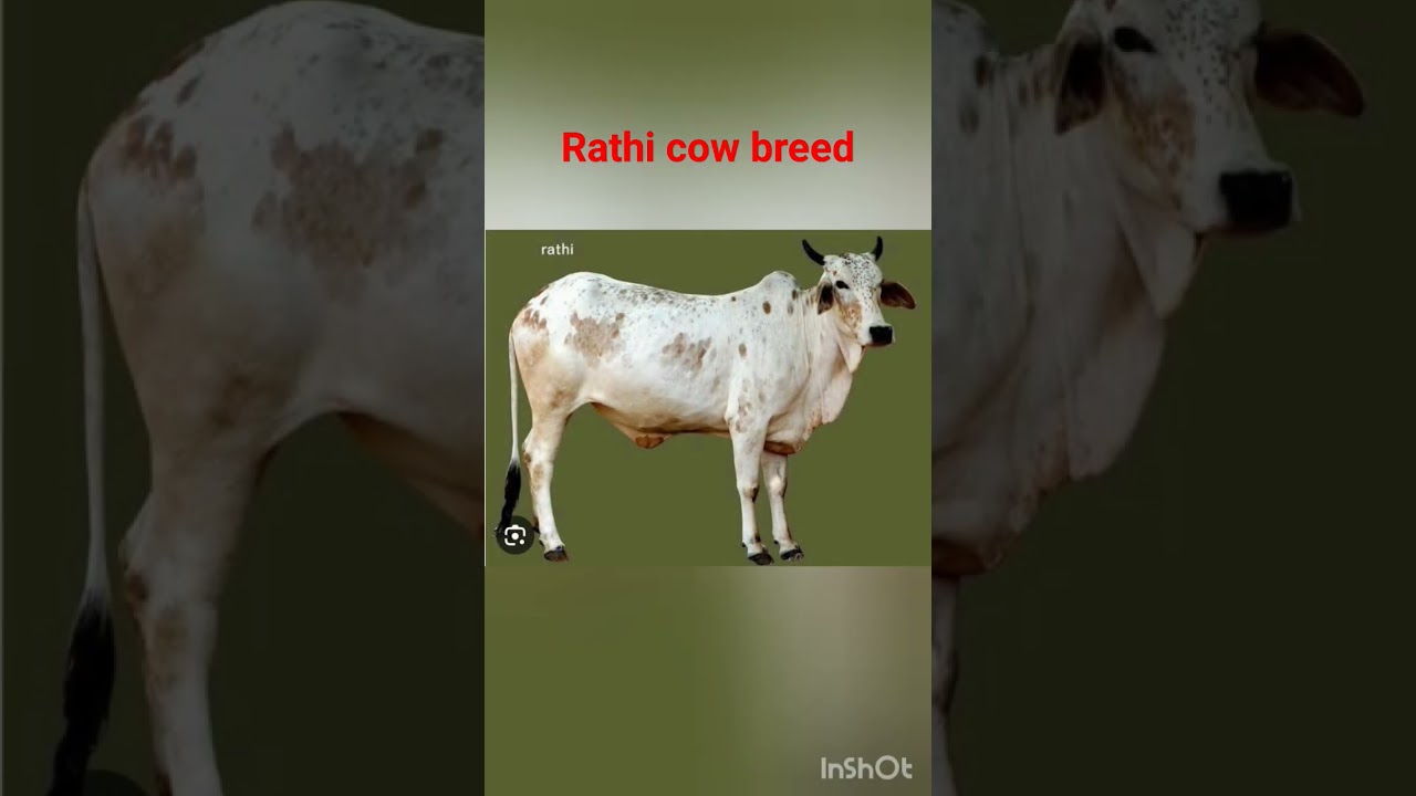 rathi cow breed information #viral #cow #dairyfarm