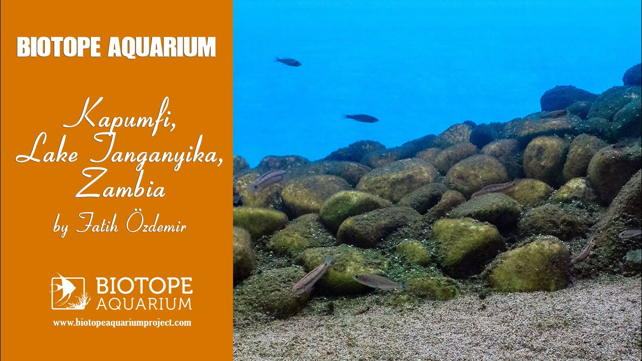 Intermediate Rocky Biotope Tank, Kapumfi, Lake Tanganyika, Zambia. #BAC2020 © Fatih Özdemir