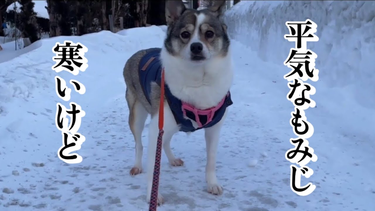 [-20℃] Момидзи идёт по зимней пешеходной тропе.
