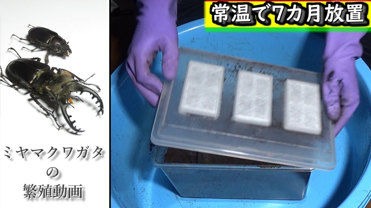 初めてのミヤマクワガタの繁殖【昆活 ♯８】