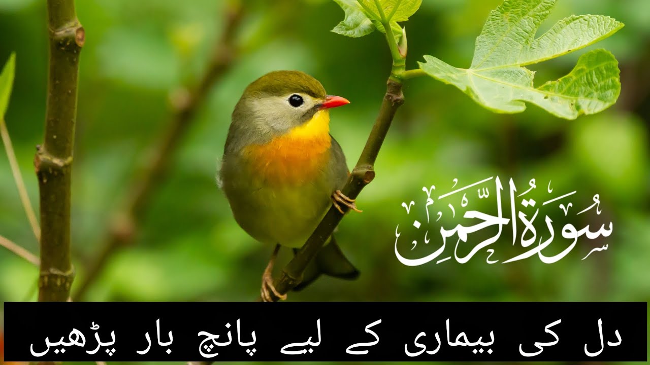 Surah Ar-Rahman | Beautiful Recitation for Peace & Blessings | Ramadan Special 🌙✨