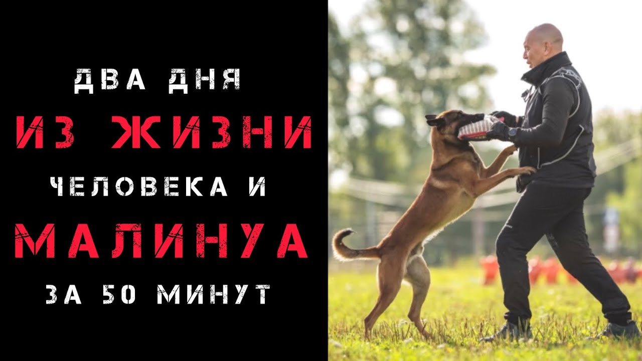 Два дня из жизни малинуа.
