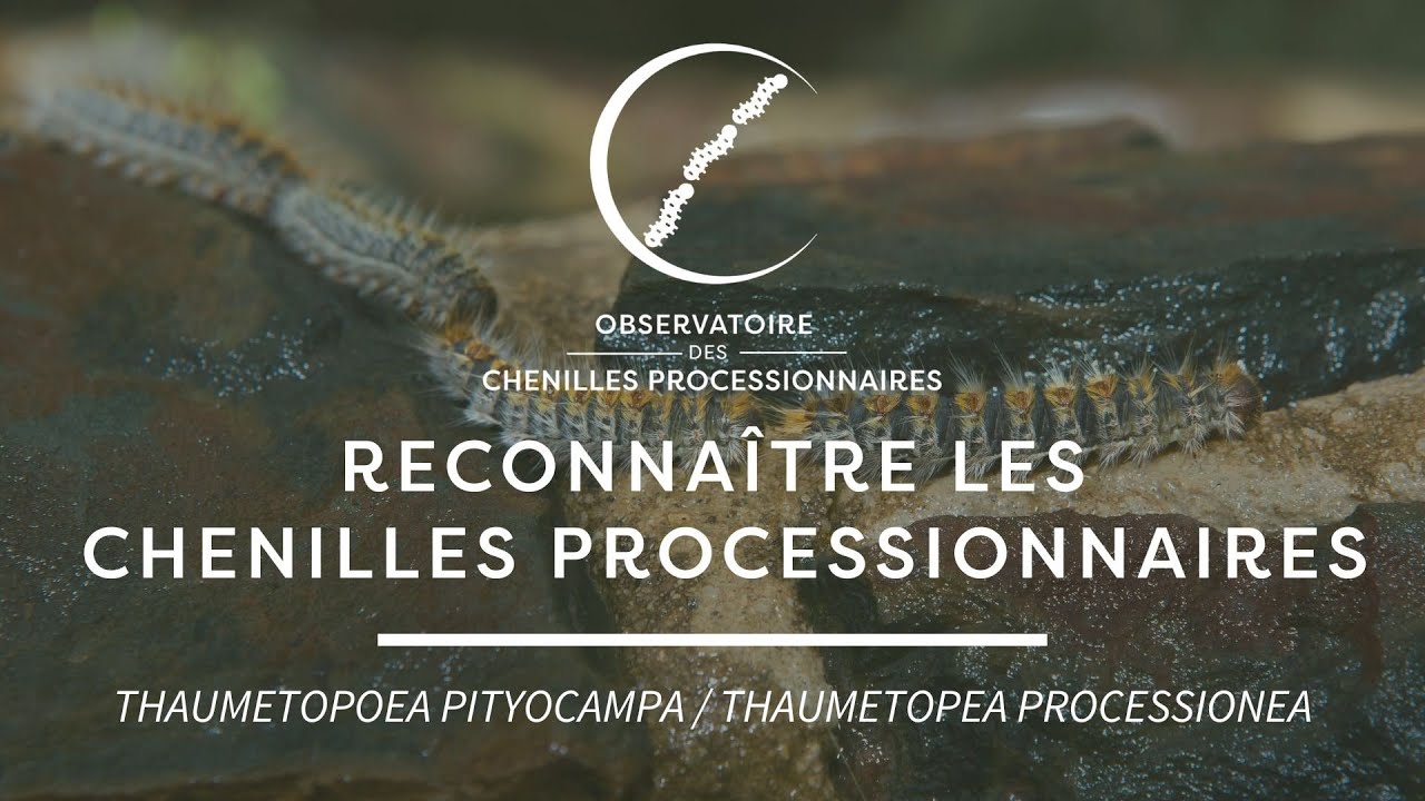 Reconna&icirc;tre les chenilles processionnaires
