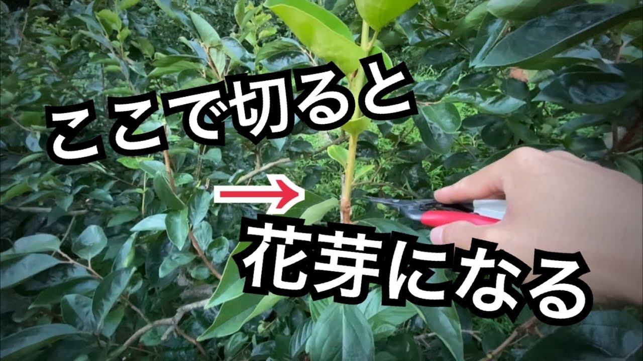 柿の夏季せん定【土用芽について】