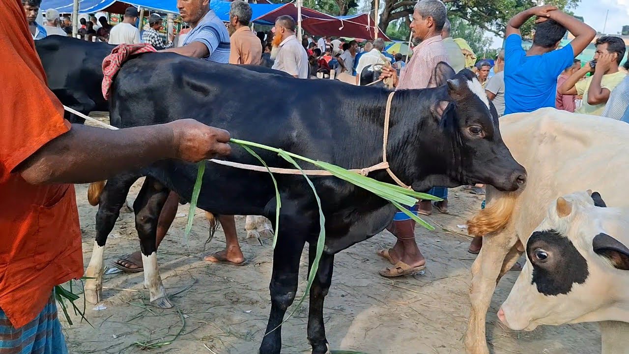 ৩/৪/২০২৬ || উত্তরবঙ্গের বিখ্যাত ধাপের হাট থেকে ফ্রিজিয়ান ষাঁড় গরুর বাজার দেখুন || gorur hat cow 
