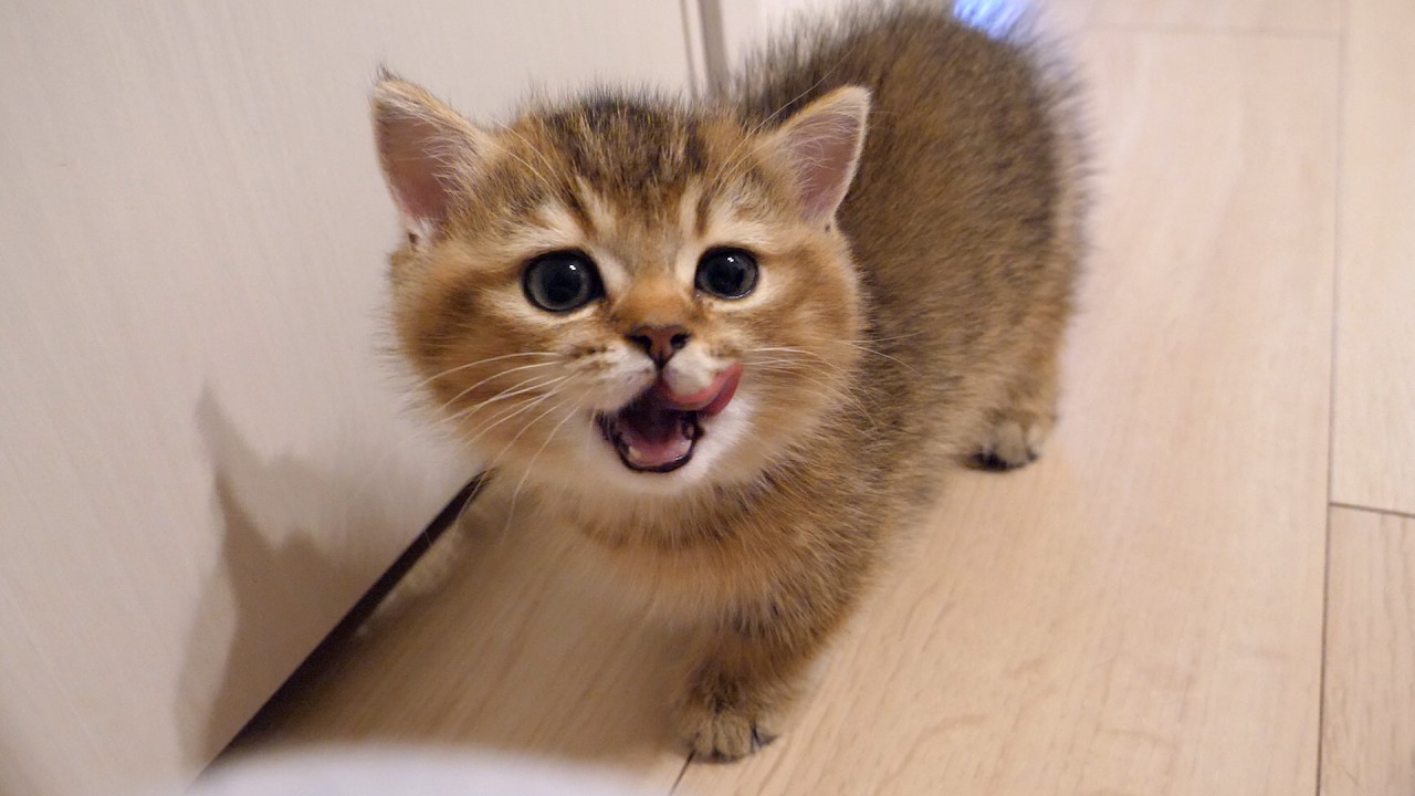 Her siblings are gone, but kitten Charo is doing well!