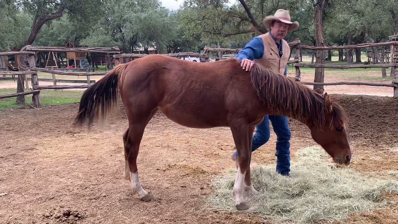 Working With a Young Horse’s Feet