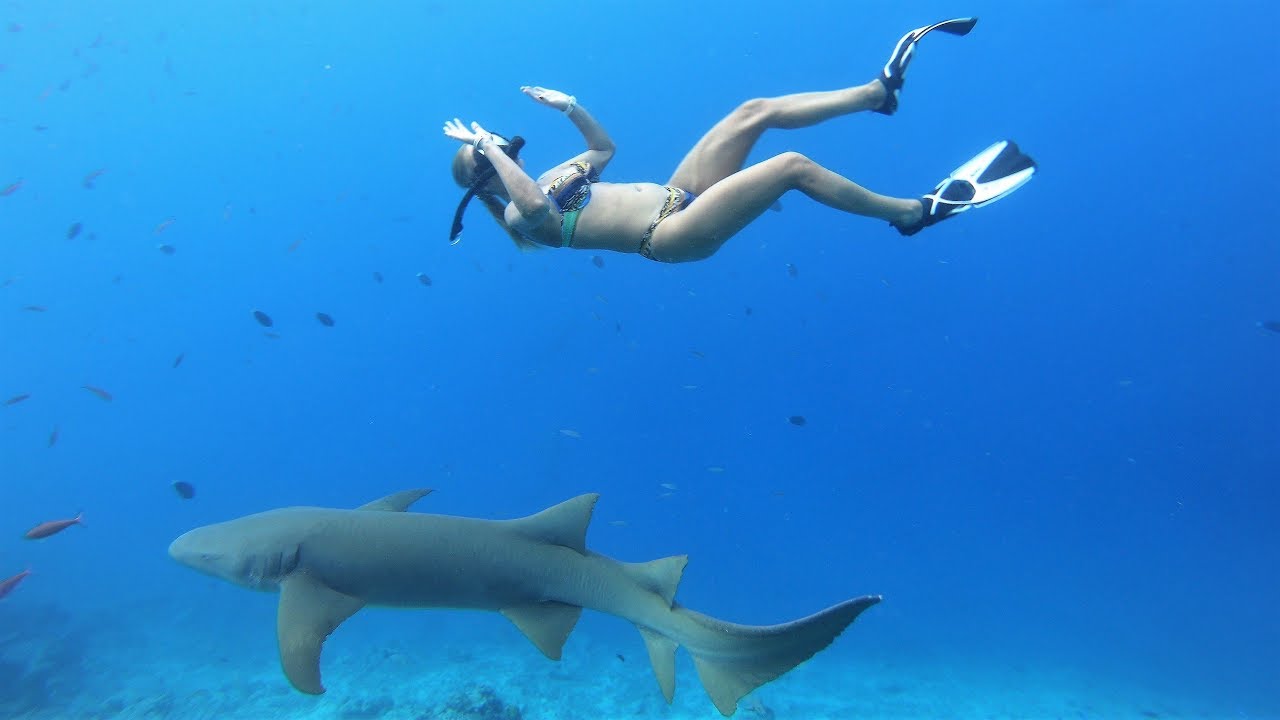 The friendliest sharks in the ocean Nurse shark Stingray Dolphin iCom tours on Maldives 4K