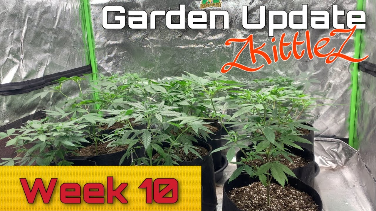 Week 10 Zkittlez - Grow Update - Last Week Of Veg