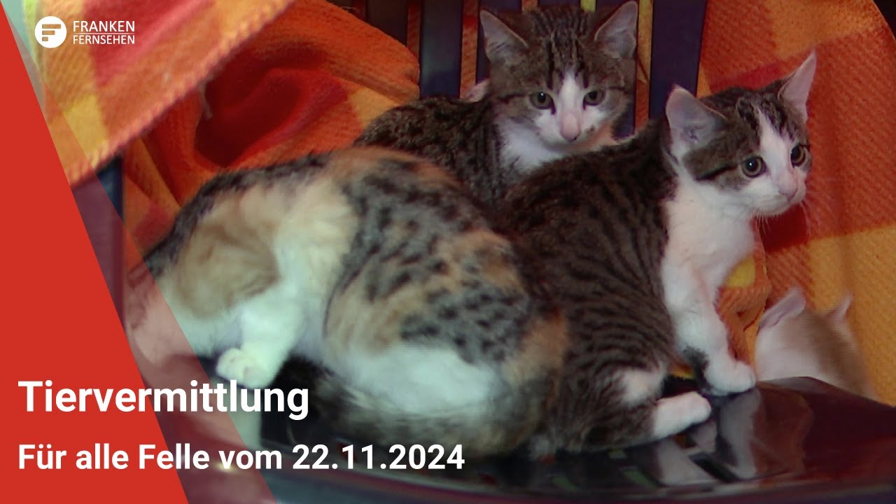 Tiervermittlung: Für alle Felle vom 22.11.2024