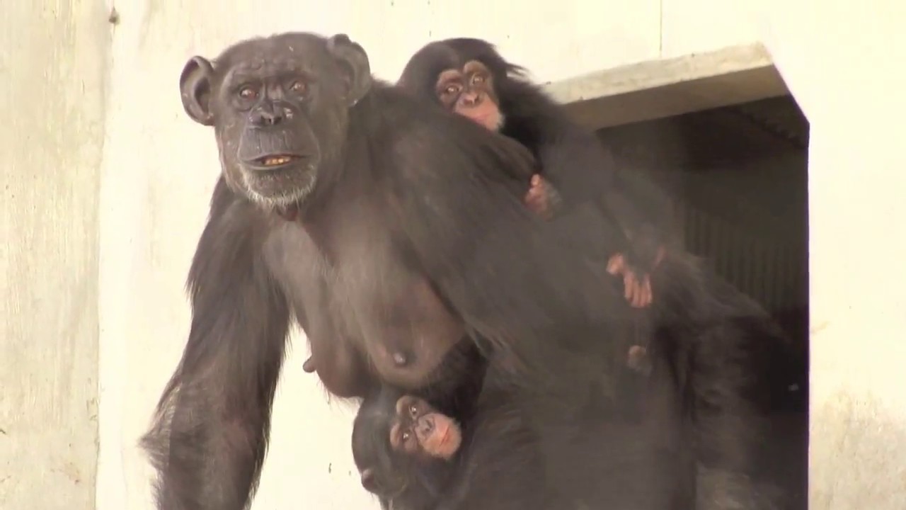 チンパンジー 双子の赤ちゃん 63 Chimpanzee twin baby