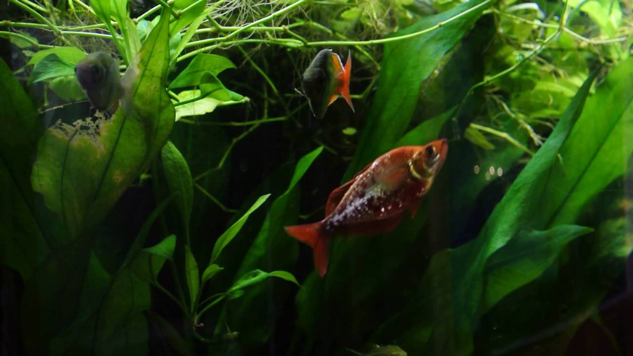 fishy friday 29