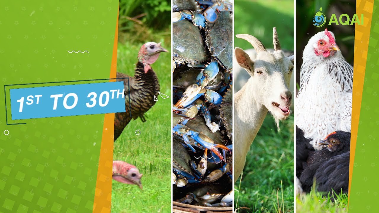 AQAI presented September Dhamaka Offers | #kadaknath #giriraja #aseelcross #turkeychicken #aqai