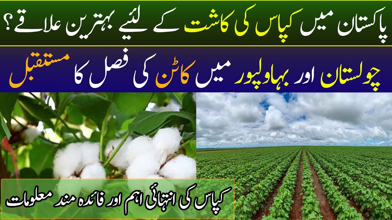 🌾 Best Areas for Cotton Cultivation in Pakistan | Future of Cotton in Cholistan and Bahawalpur 🌾