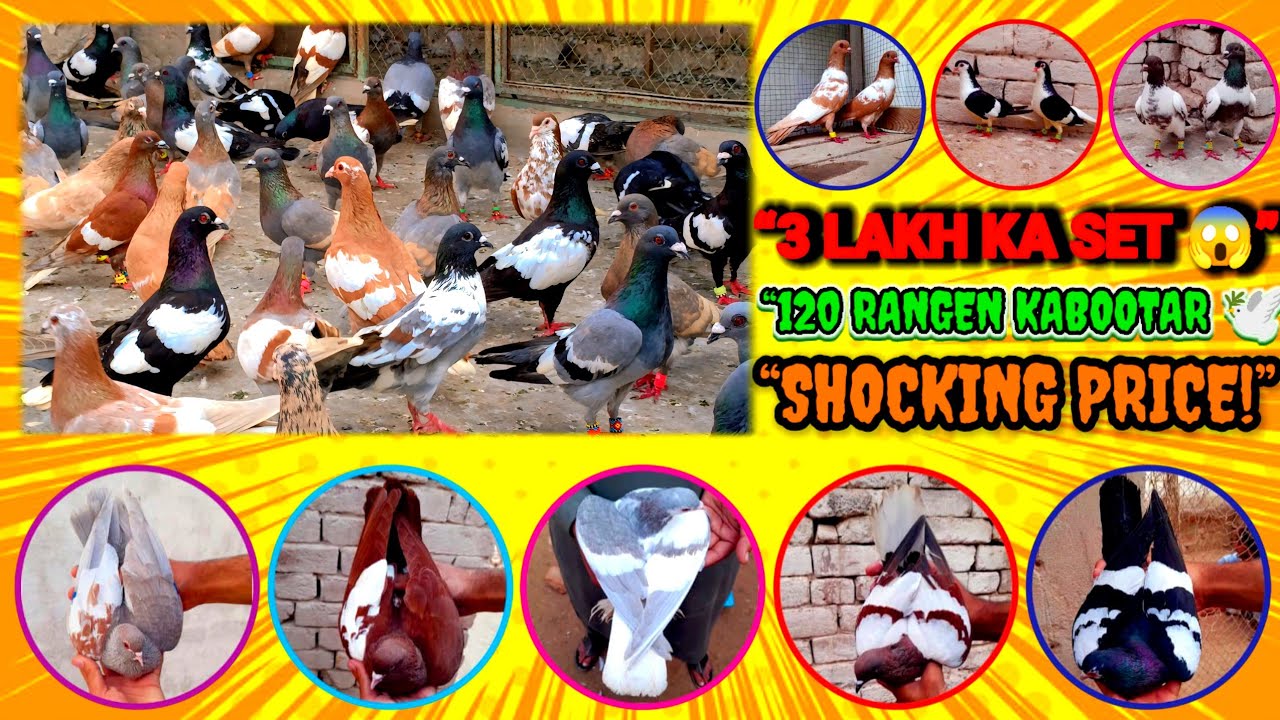 “3 Lakh Ka Rare Kabootar Set 😱 120 Rangen Kabootar Ek Sath | Kabootar Lovers Must Watch!”