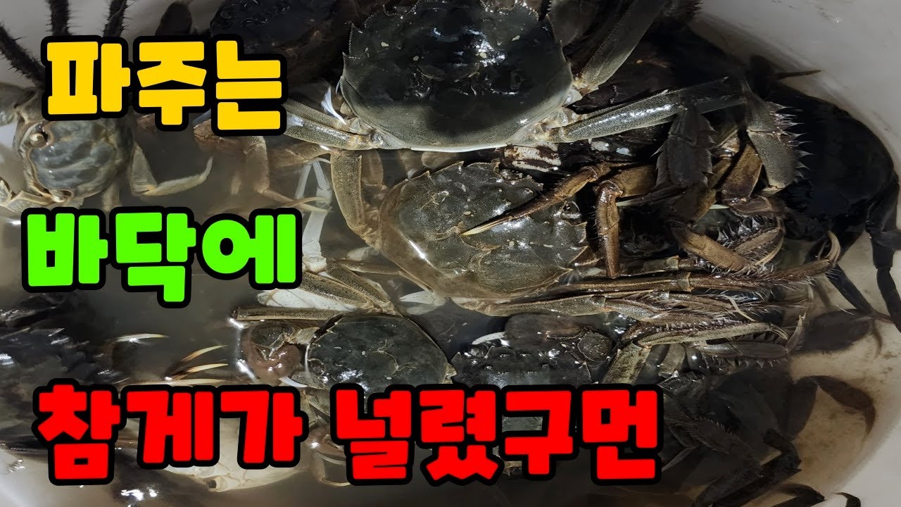 [민물] 바야흐로 참게시즌이 돌아왔다!! 꽃게 해루질 끝나면 참게 잡으러 파주로 모여랏!!
