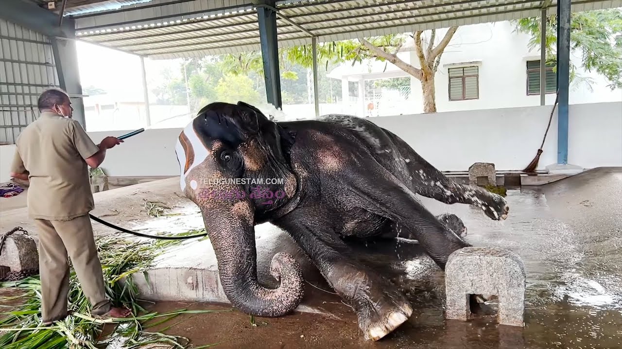 Elephant Taking Shower at Tirumala Sri Venkateswara Ghoshala