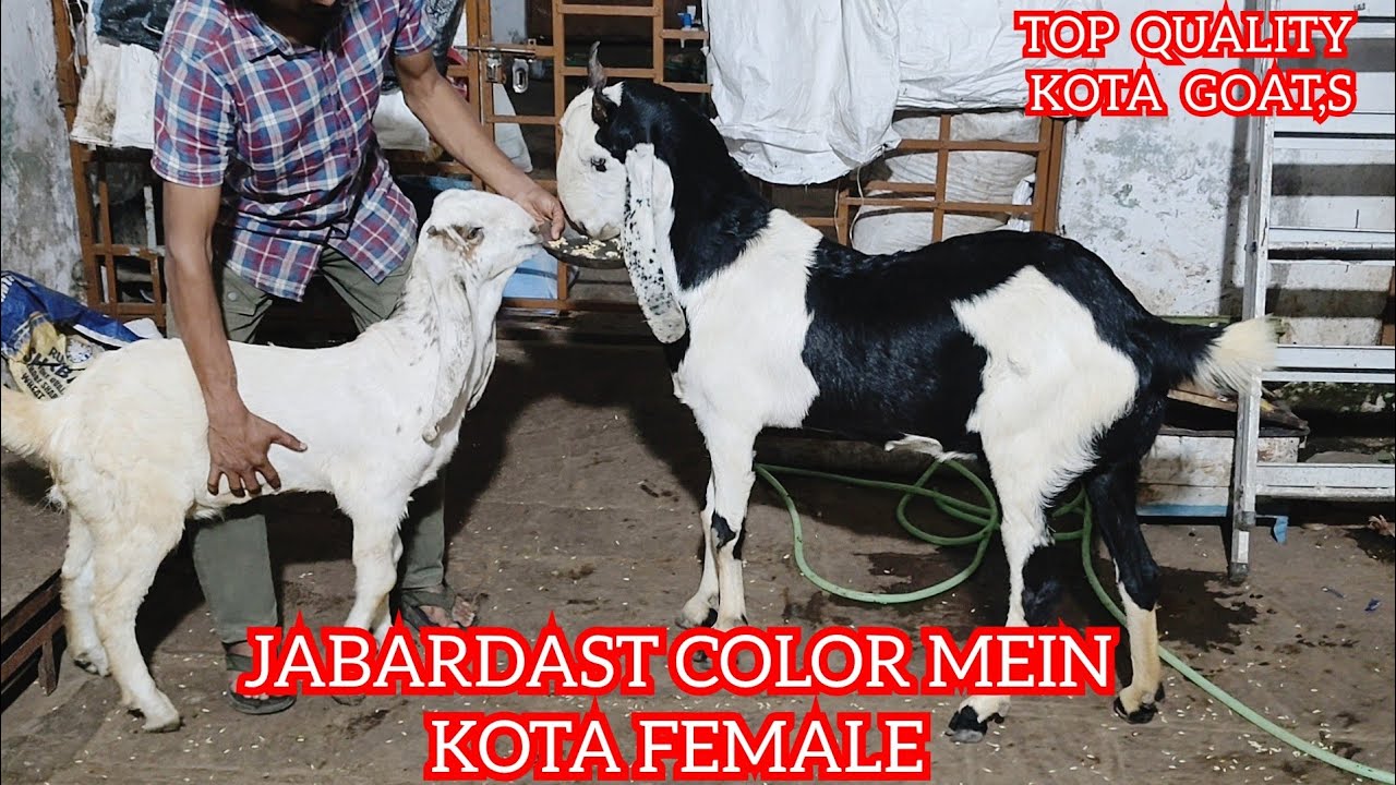 MASHAALLAH TOP QUALITY KOTA GOAT,S AT IRSHAD KOTA GOAT FARM 📲 (7740803310) #KOTA ANIMAL 