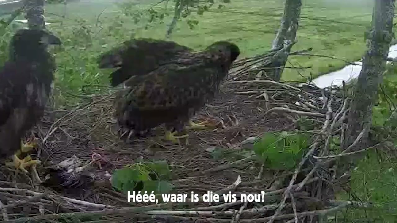 Samenvatting zeearenden De Alde Feanen 2025