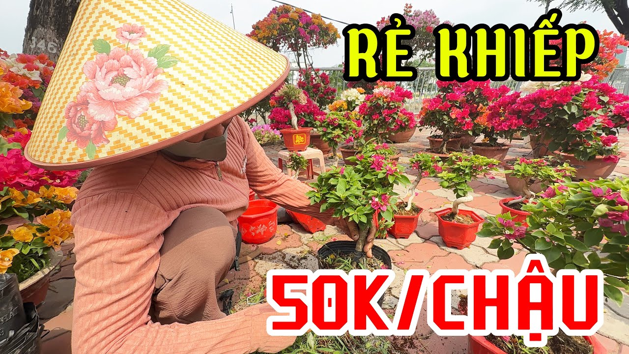 Chợ Hoa Tết 2026 bắt đầu Với những CHẬU BÔNG giá rẻ BẤT NGỜ 