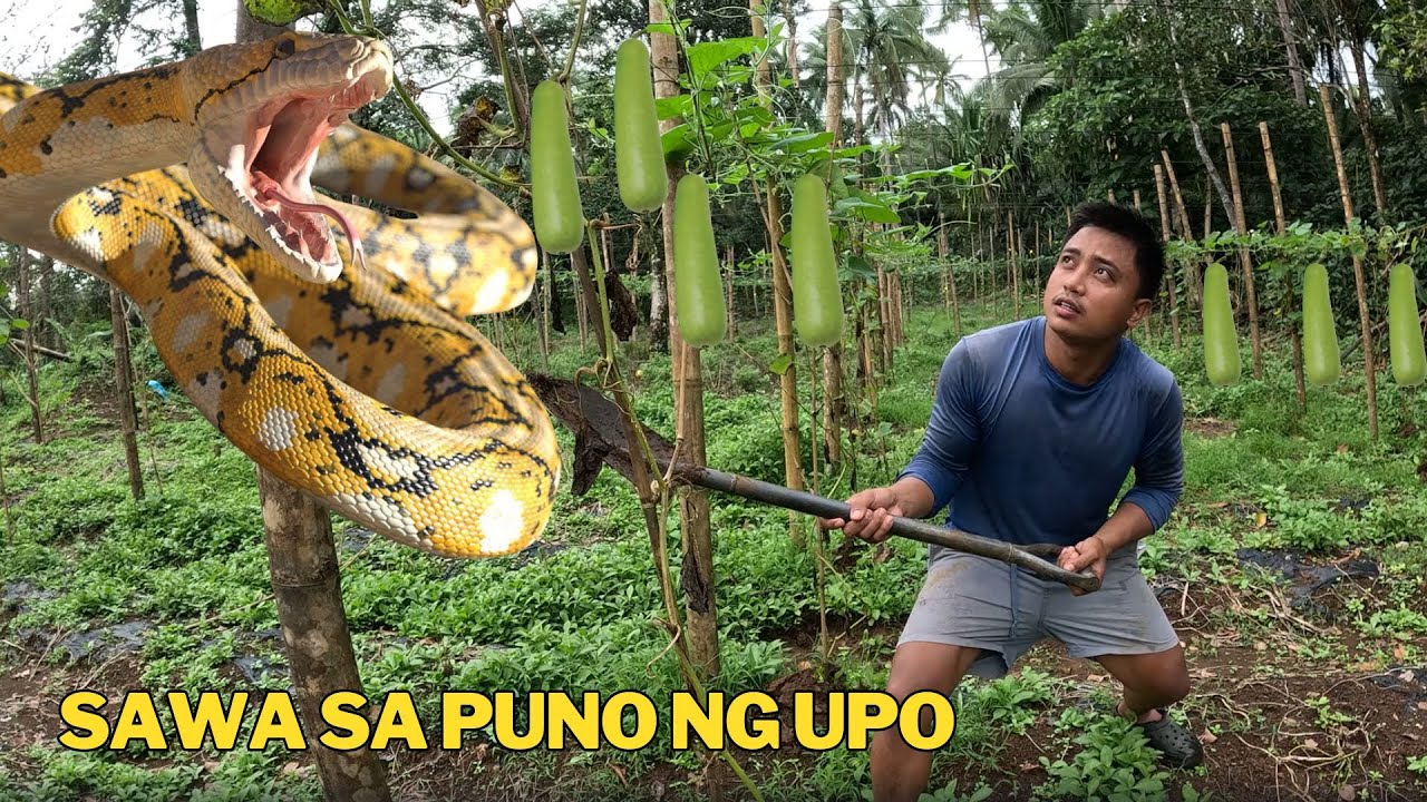 NAGULANTA AKO SA SAWA SA ITAAS NG PUNO NG UPO