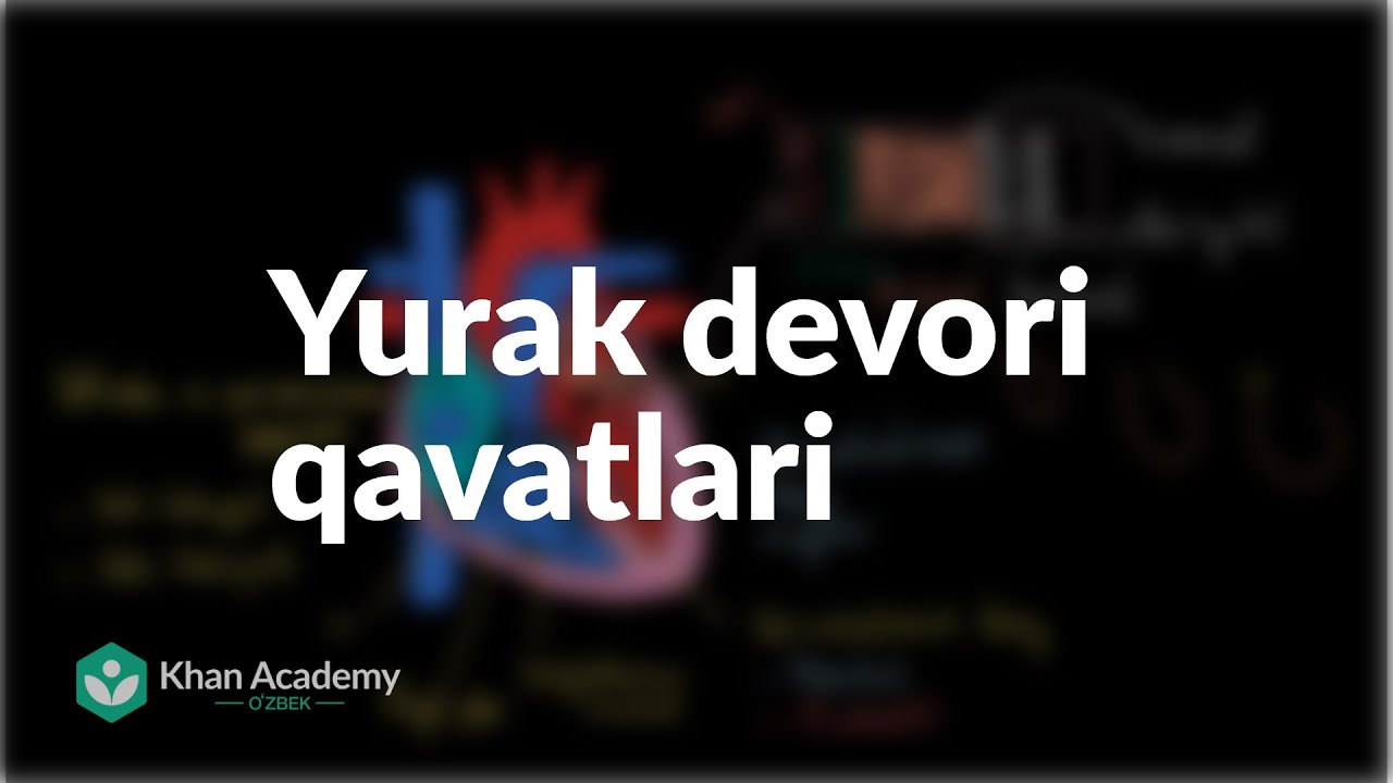 Yurak devori qavatlari | Qon aylanish tizimi | Tibbiyot