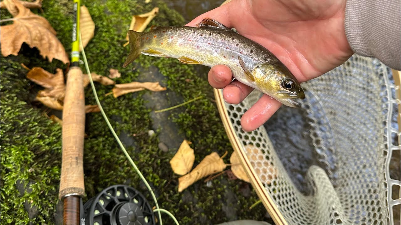 Fly Fishing Crystal-Clear Water for WILD TROUT! (Tennessee)