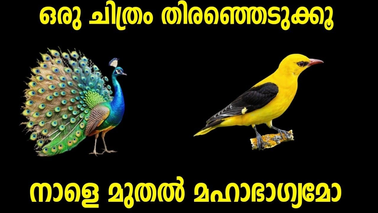 നാളെ മുതൽ മഹാഭാഗ്യം നിങ്ങൾക്ക്... ഒരു പക്ഷിയെ തൊടൂ...