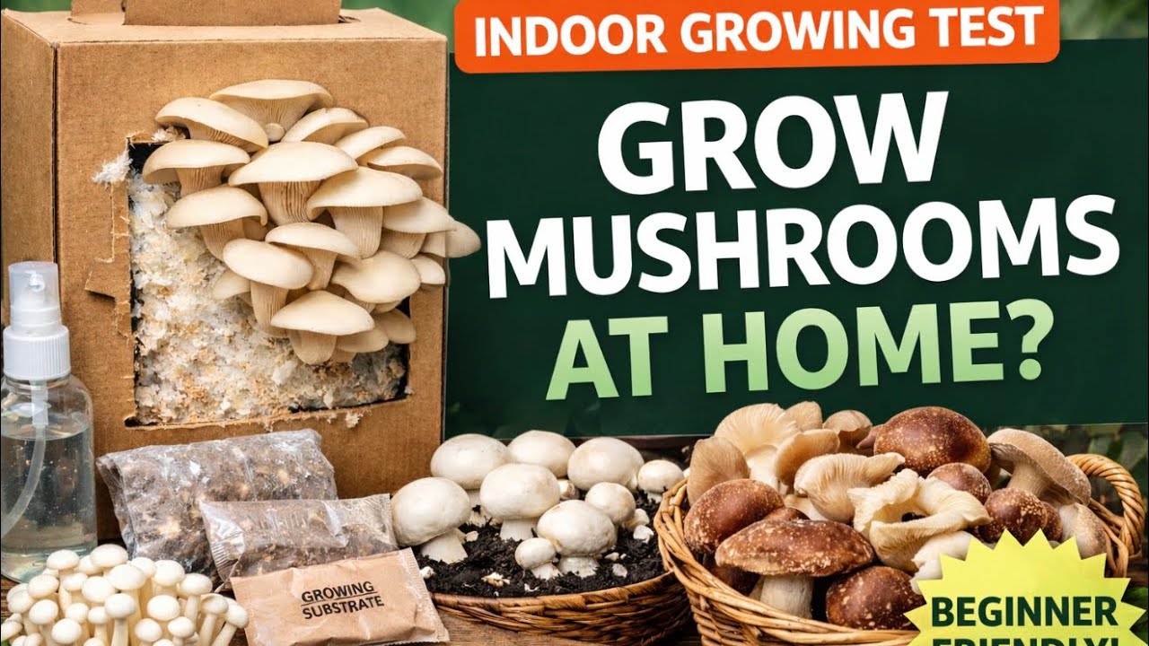 🎥 ✅ 🍄 Mushroom Growing Kit Review 🌿 | Easy Indoor Growing for UK Gardeners