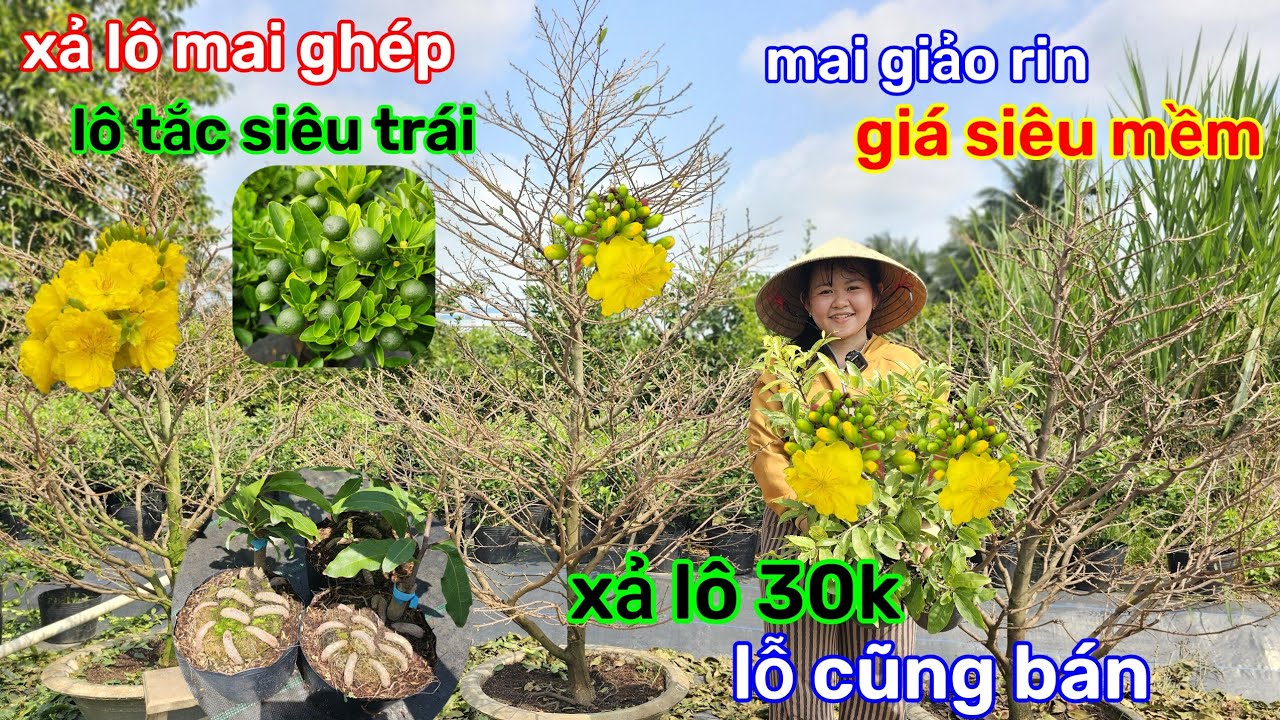 🌲20/1☎️vườn mai Chị Ly☎️mai ghép chơi tết🌲xả rẻ lô này🌲lỗ cũng bán🌲cần thanh lý gấp 