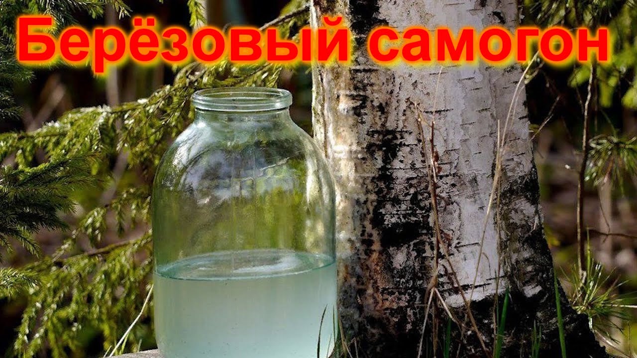 Самогон из Березового сока. Брага на березовом соке.