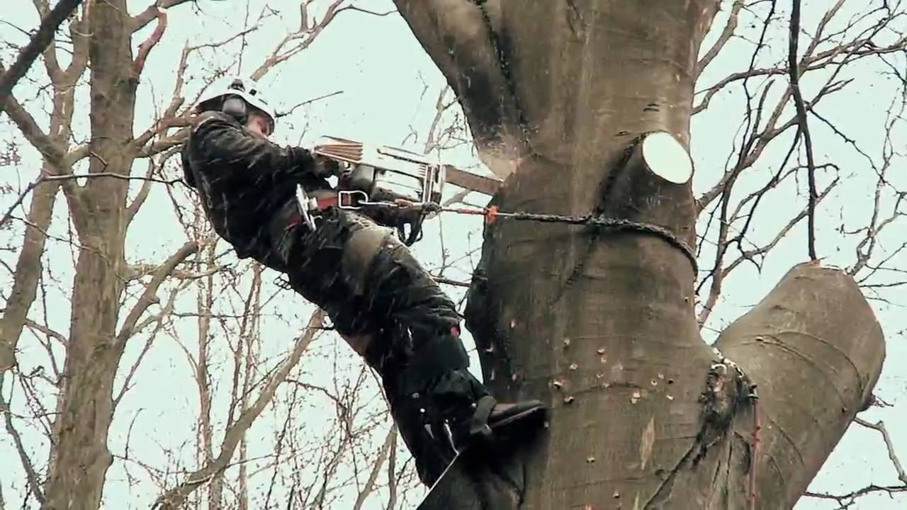 ARBOREX || Grimpeur - Elagueur - Abattage - Elagage - Tree removal