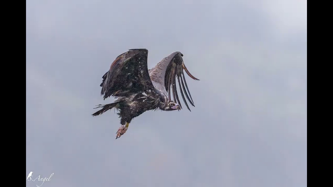 Black Vulture
