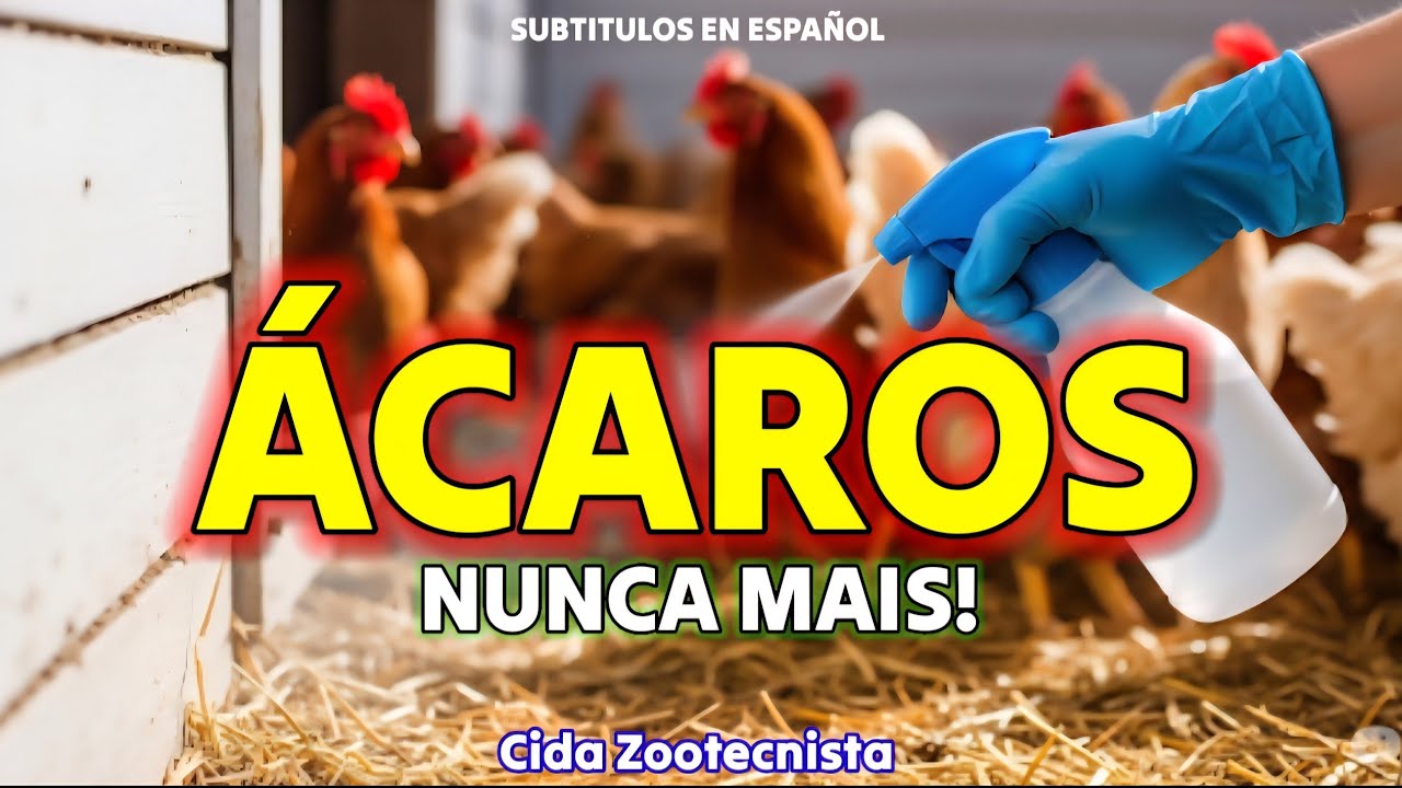 COMO ACABAR DE VEZ COM ÁCAROS NO GALINHEIRO