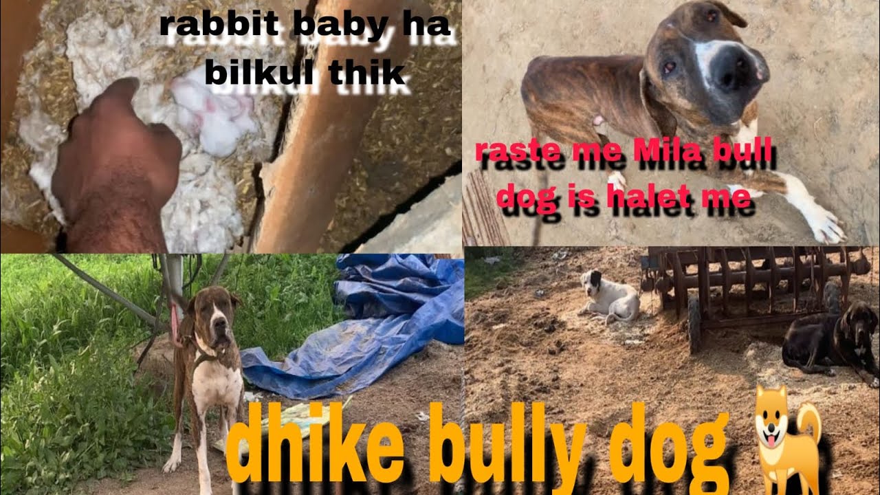 Bully dog lane gye 🥰 kya bull mile le aaye fer🤔🤔  aaj dikhe ￼￼￼ rabbit baby 😍😍 