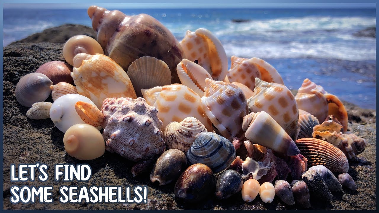 Volutes, Cowries, and Bonnets | Finding Shells as the Easter Holidays Begin!