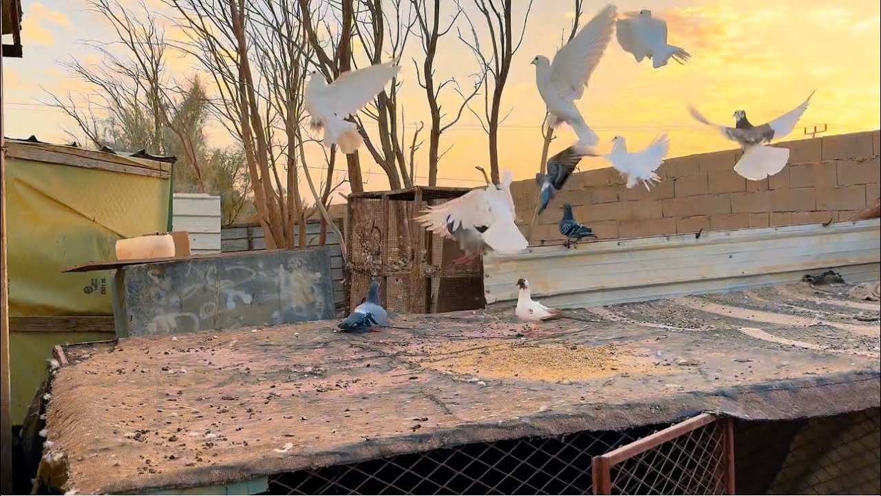 نشيك على انتاج  طيور المزرعه 😇👍. حمام زيبرا قمري 🕊️🕊️🕊️