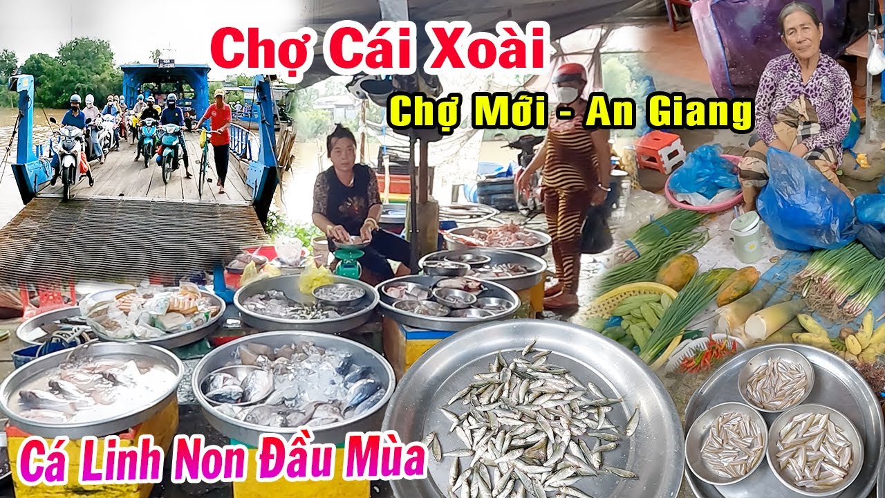 Xuất Hiện Đặc Sản C&aacute; Linh Non Đầu M&ugrave;a Nước Nổi Ở Miền T&acirc;y - Chợ C&aacute;i Xo&agrave;i, Chợ Mới, An Giang