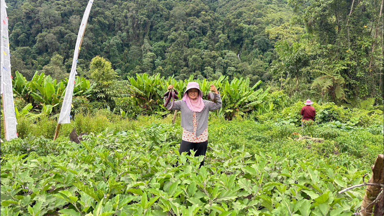 Sowing to harvesting || Jhum cultivation || Arunachal Pradesh 