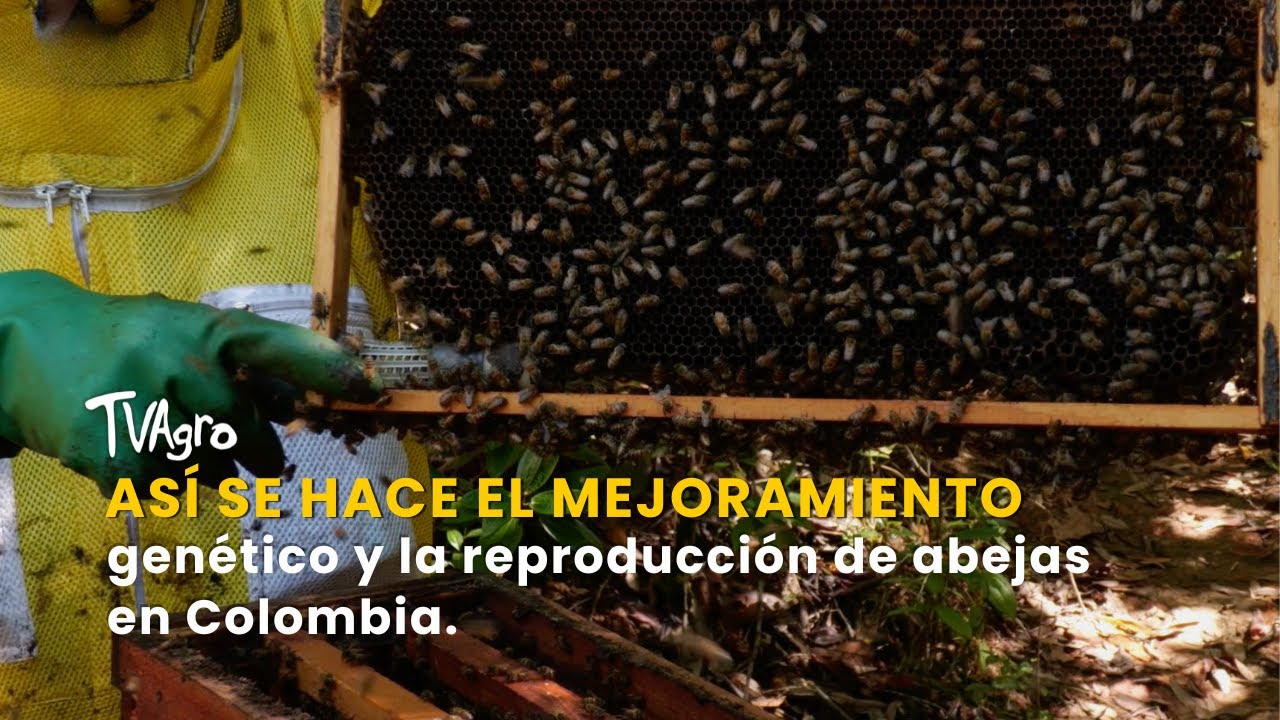 Así se hace el mejoramiento genético y la reproducción de abejas en Colombia-TvAgro por Juan Gonzalo