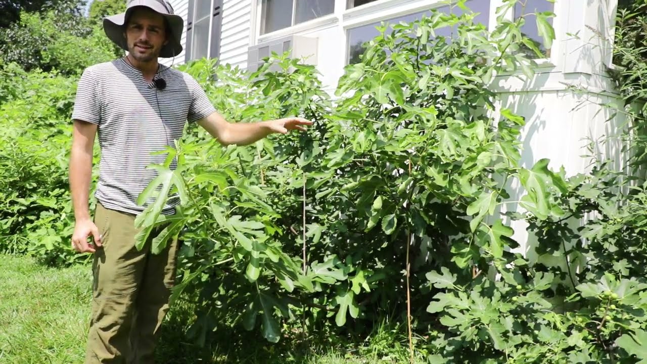 Dwarf Fig Trees + Size Control Tips for a Smaller Fig Tree