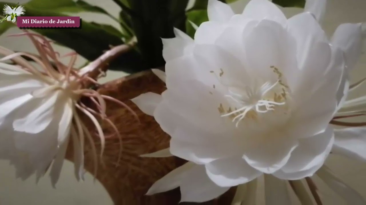 Cultivo de la dama de noche en maceta nos ha dado hermosas flores, Epiphyllum. mi diario de jardin.