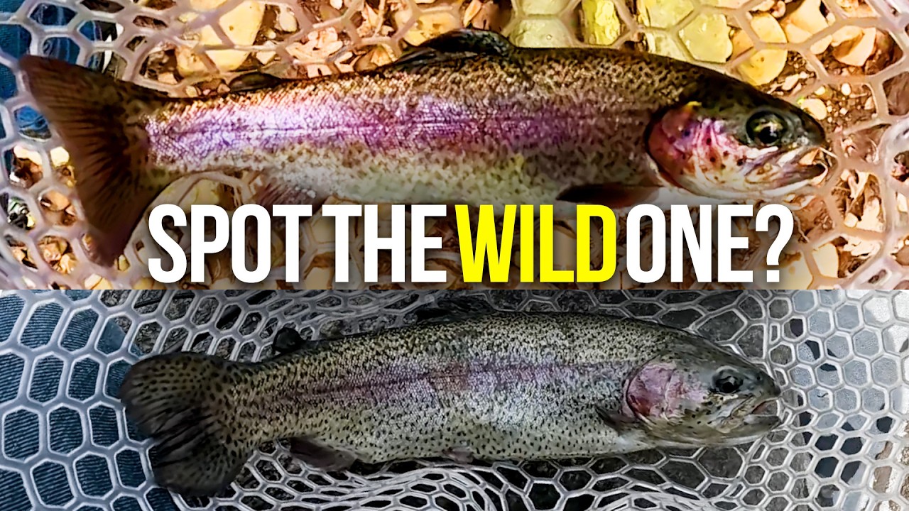 How to Tell Wild Trout from Stocked Trout.