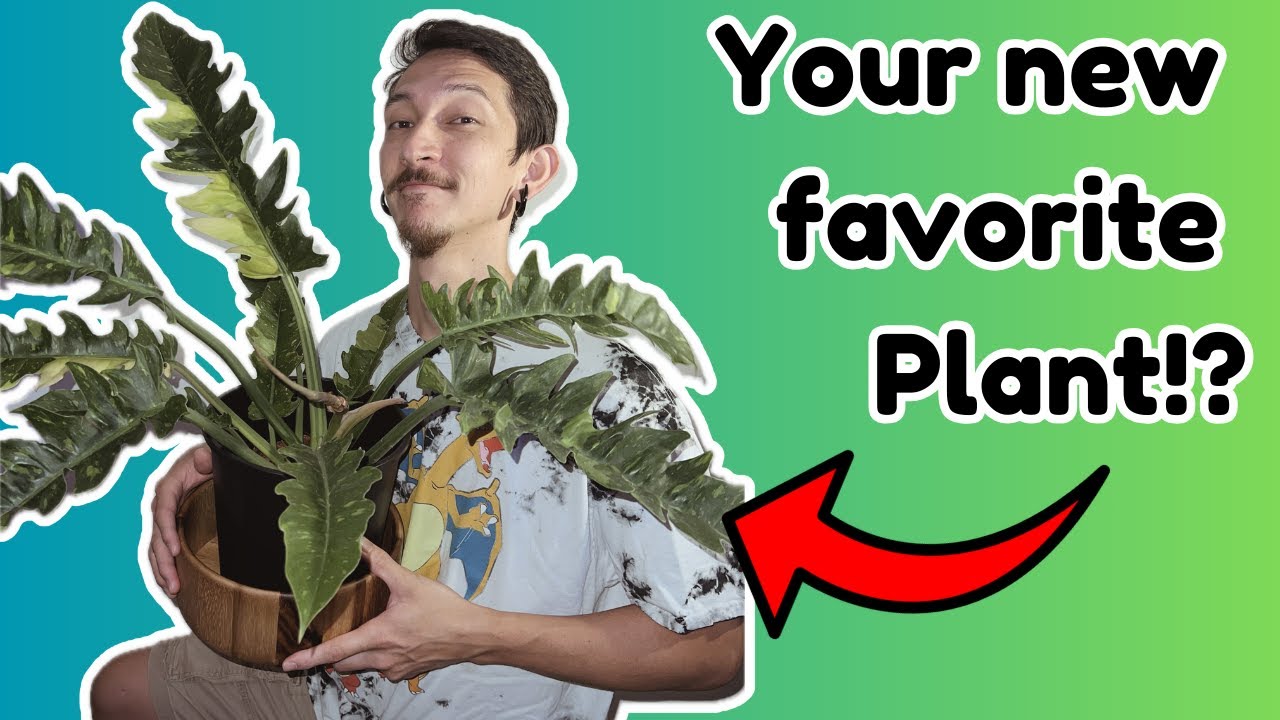Philodendron Ring of Fire - The plant that started it all - QUICK CARE AND TIPS