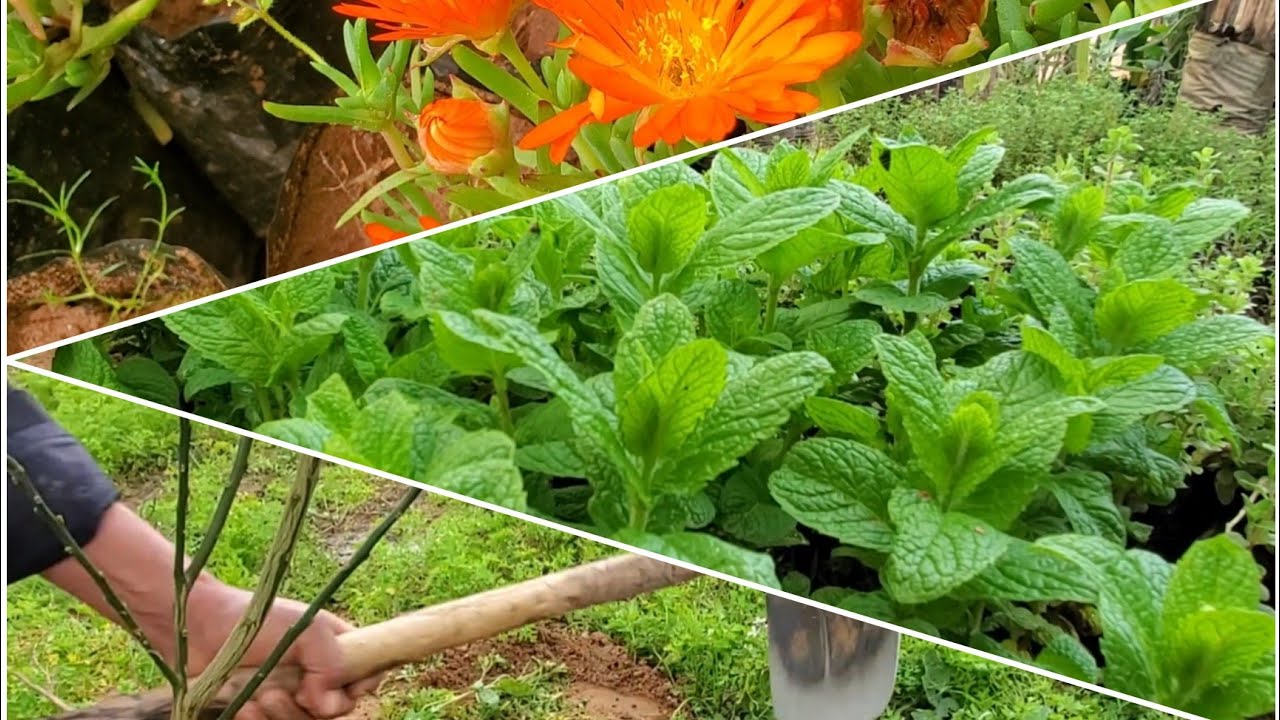 عيشوا معايا كيفاش غرست شجيرات متنوعة ديال الغلة،وزينت بيهاالدخلة ديال الدار 😍🥰اجمل ماعشته في الضيعة❤