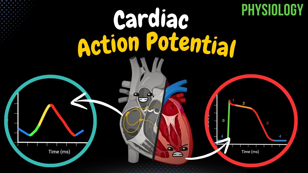 Cardiac Muscle (Action Potential, Automaticity, ARP, RRP) | Heart Physiology
